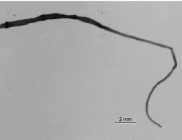 Attēlu rezultāti vaicājumam “Lemanea fluviatilis”