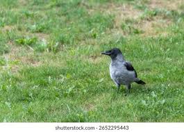Attēlu rezultāti vaicājumam “Corvus cornix juvenile”