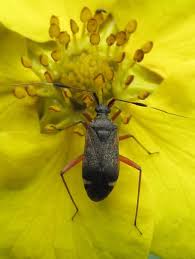 Attēlu rezultāti vaicājumam “Closterotomus biclavatus imago”
