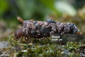 Attēlu rezultāti vaicājumam “Syrphus sp. larva”