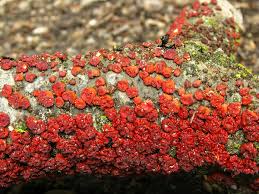 Attēlu rezultāti vaicājumam “Peniophora rufa”