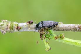 Attēlu rezultāti vaicājumam “Selatosomus aeneus”