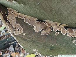 Attēlu rezultāti vaicājumam “Stereum rugosum”