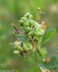 Attēlu rezultāti vaicājumam “Medicago x varia”