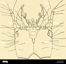 Attēlu rezultāti vaicājumam “Omophron limbatum”