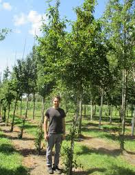 Attēlu rezultāti vaicājumam “Cornus mas”