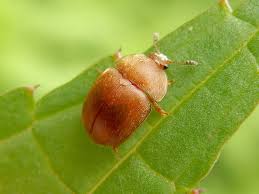 Attēlu rezultāti vaicājumam “Cychramus luteus”