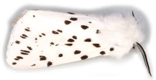 Attēlu rezultāti vaicājumam “Spilosoma lubricipeda”