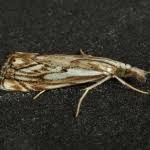 Attēlu rezultāti vaicājumam “Catoptria falsella”