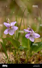 Attēlu rezultāti vaicājumam “Viola rupestris flower”