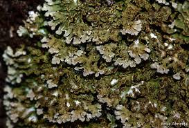 Attēlu rezultāti vaicājumam “Physconia enteroxantha”