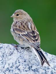 Image result for twite photo