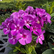 Attēlu rezultāti vaicājumam “Phlox paniculata”