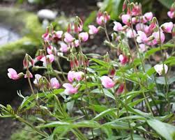 Attēlu rezultāti vaicājumam “Lathyrus vernus”