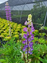 Attēlu rezultāti vaicājumam “Lupinus polyphyllus flower”