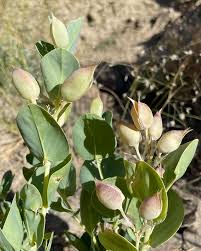 Attēlu rezultāti vaicājumam “Astragalus arenarius leaf”