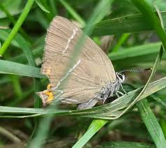 Attēlu rezultāti vaicājumam “Satyrium w-album”