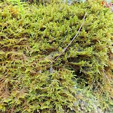 Attēlu rezultāti vaicājumam “Neckera”