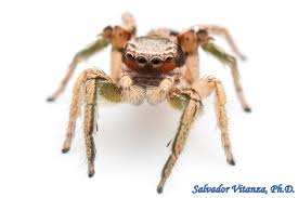 Attēlu rezultāti vaicājumam “Salticidae”