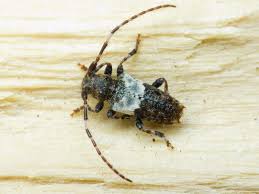 Attēlu rezultāti vaicājumam “Pogonocherus hispidulus”