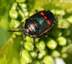 Attēlu rezultāti vaicājumam “Eurydema oleracea”