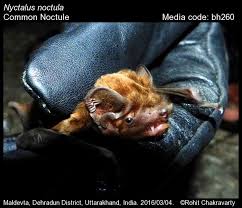 Attēlu rezultāti vaicājumam “Nyctalus noctula”