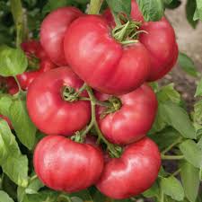 Afbeeldingsresultaat voor Pink Brandywine tomato