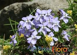 Attēlu rezultāti vaicājumam “Viola riviniana”