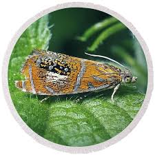 Attēlu rezultāti vaicājumam “Olethreutes arcuella”