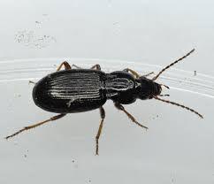 Attēlu rezultāti vaicājumam “Pterostichus aterrimus”