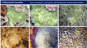 Attēlu rezultāti vaicājumam “Bryozoa”