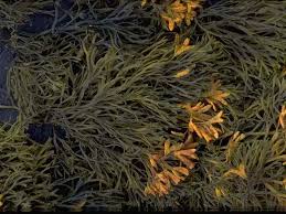 Attēlu rezultāti vaicājumam “Riccia canaliculata”