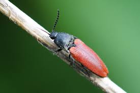 Attēlu rezultāti vaicājumam “Ampedus sp.”