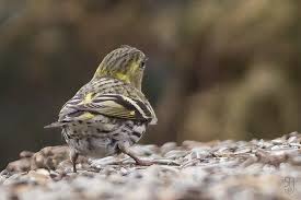 Attēlu rezultāti vaicājumam “Carduelis spinus male”