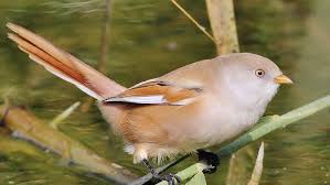 Attēlu rezultāti vaicājumam “Panurus biarmicus female”
