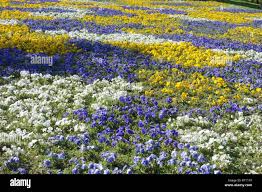 Attēlu rezultāti vaicājumam “Viola tricolor subsp. curtisii leaf”