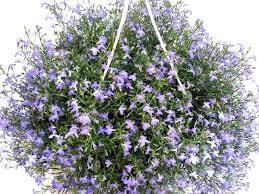 Image result for Männertreu