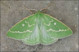 Attēlu rezultāti vaicājumam “Thetidia smaragdaria”