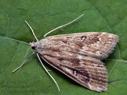 Attēlu rezultāti vaicājumam “Parapoynx stratiotata male”