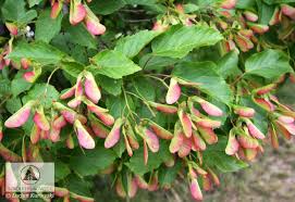 Attēlu rezultāti vaicājumam “Acer tataricum subsp. ginnala bud”