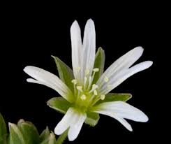 Attēlu rezultāti vaicājumam “Stellaria palustris”