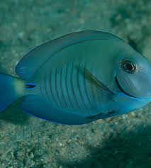 Image result for Acanthurus chirurgus