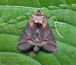 Attēlu rezultāti vaicājumam “Abrostola triplasia”