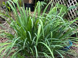 Attēlu rezultāti vaicājumam “Iris pseudacorus leaf”