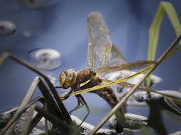 Attēlu rezultāti vaicājumam “Aeshna grandis”
