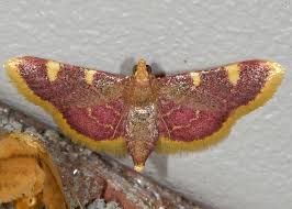 Attēlu rezultāti vaicājumam “Hypsopygia costalis”