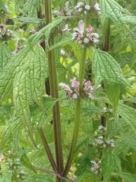 Attēlu rezultāti vaicājumam “Leonurus cardiaca flower”