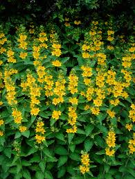 Attēlu rezultāti vaicājumam “Lysimachia punctata”