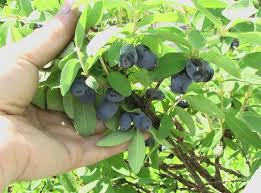 Attēlu rezultāti vaicājumam “Lonicera caerulea var. pallasii fruit”