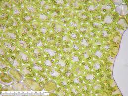 Attēlu rezultāti vaicājumam “Lophozia longidens”